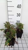 GRDplanten Groendecor Tuinarchitectuur 6x Sanguisorba - Sanguisorba 'Proud Mary' | 9x9 cm pot