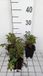 GRDplanten Groendecor Tuinarchitectuur 6x Sanguisorba - Sanguisorba 'Proud Mary' | 9x9 cm pot