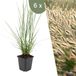 Plants by Frank 6 Lampenpoetsergras Planten Pennisetum alopecuroides 'Hameln'