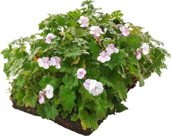 Covergreen Plantenmat vasteplanten Geranium prijs per 1m2 cm