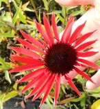 GRDplanten Groendecor Tuinarchitectuur 6x Zonnehoed - Echinacea purp. 'Hot Lava' | 9x9 cm pot