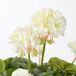 Mica Decorations Geranium Kunstplant in Bloempot Stan - H34 x Ø20 cm - Crème