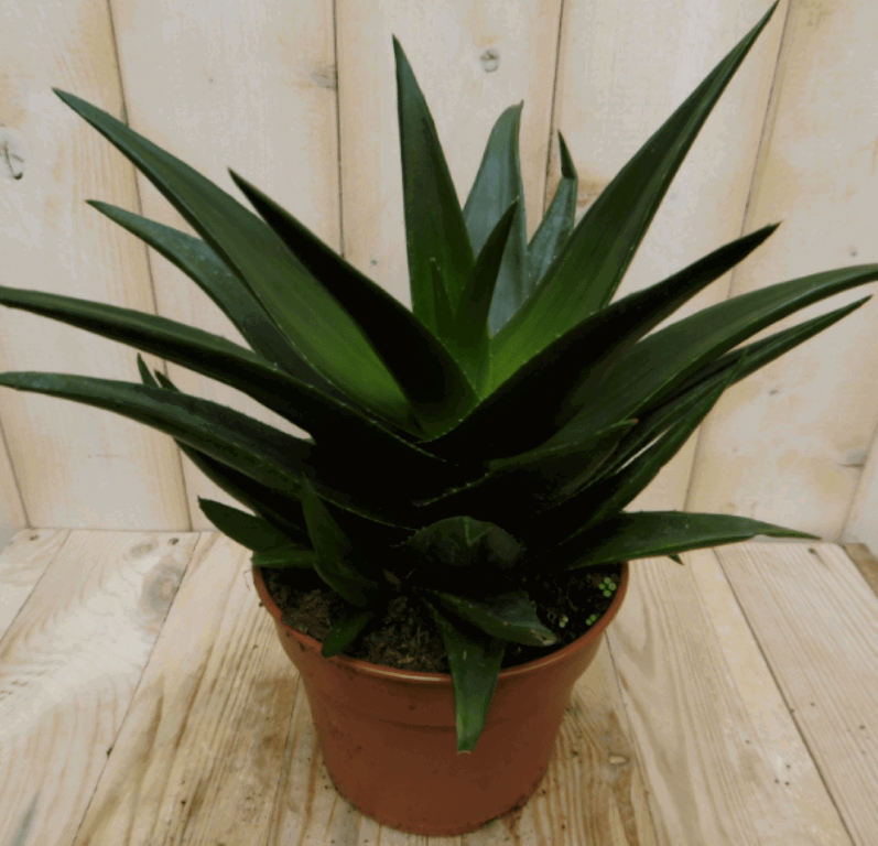 Warentuin natuurlijk Warentuin Hawortia Fasciata Viridi kamerplant Zebraplant - 2 stuks