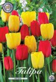 Dutch Flower Lady Van Gogh Garden Tulpenbollen 10 stuks bolmaat 12+