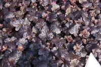 GRDplanten Groendecor Tuinarchitectuur 6x Damastbloem - Heuchera hybr. 'Black Sea' | 9x9 cm pot