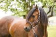 Covalliero paardenhalter Collection F/S17 Cob houder