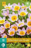 jub Bol X 10 Tulipa bakeri Lilac Wonder