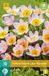 jub Bol X 10 Tulipa bakeri Lilac Wonder