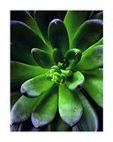 Komar Muurafbeelding Succulent Single | Poster, Afbeelding, Woonkamer, Slaapkamer, Decoratie, Kunstdruk | zonder lijst | P048-40x50 | Grootte: 40 x 50 cm