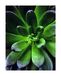 Komar Muurafbeelding Succulent Single | Poster, Afbeelding, Woonkamer, Slaapkamer, Decoratie, Kunstdruk | zonder lijst | P048-40x50 | Grootte: 40 x 50 cm