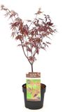 Plantenwinkel.nl Acer Japanse esdoorn 'Black Lace' - Zwart - 30/40 cm - 19cm Ø pot