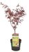 Plantenwinkel.nl Acer Japanse esdoorn 'Black Lace' - Zwart - 30/40 cm - 19cm Ø pot