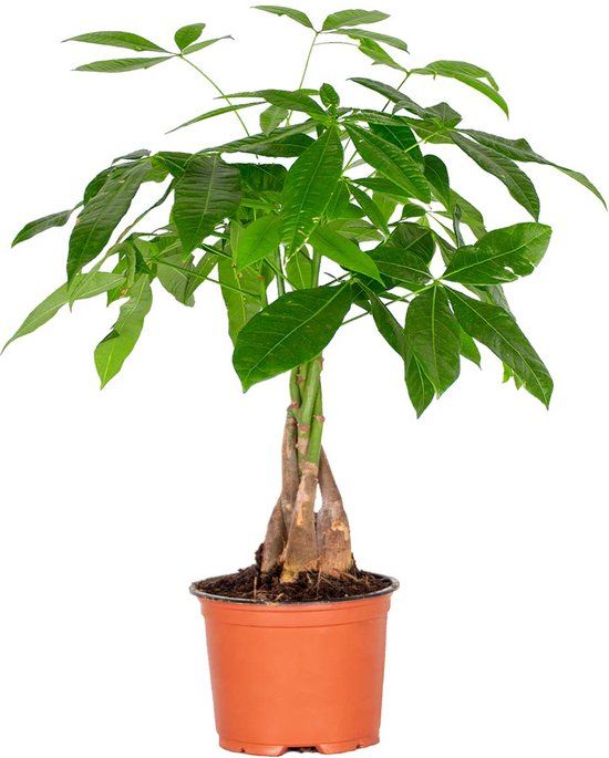 Pachira Aquatica - Geldboom - Kamerplant - ⌀12 cm - 35 cm