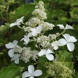 Arborix Hydrangea Hydrangea paniculata 'Levana'® 40-50cm - Pluimhortensia, witte bloemen