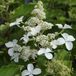 Arborix Hydrangea Hydrangea paniculata 'Levana'® 40-50cm - Pluimhortensia, witte bloemen