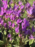 GRDplanten Twaalfgodenkruid 6x Dodecatheon Meadia | 9x9 cm pot