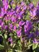 GRDplanten Twaalfgodenkruid 6x Dodecatheon Meadia | 9x9 cm pot