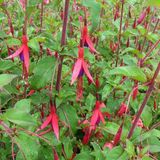 Arborix Fuchsia 6 x Fuchsia 'Riccartonii'- Bellenplant pot 9x9cm