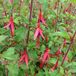 Arborix Fuchsia 6 x Fuchsia 'Riccartonii'- Bellenplant pot 9x9cm