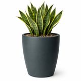 Mega Collections Plantenpot / bloempot Essence Egg pot - kunststof - antraciet - binnen/buiten - D45 x H53 cm