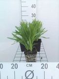 GRDplanten Groendecor Tuinarchitectuur 6x Lampepoetser - Liatris spic. 'Floristan Weiss' | 9x9 cm pot