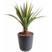 Aloe artificiel sur piquet pour extérieur H 45 cm