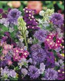 Veldbloemenonline.nl Veldbloemen Blauwe tinten 1 kilo