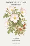 Dog Rose Dog Rose: A Botanical Heritage Collection Notebook Featuring Rosa canina