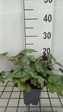 GRDplanten Heucherella hybr. 'Kimono' 6x Schuimklokje - 9x9 cm pot