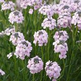 Aethionema 6 x Aethionema armenum 'Warley Rose' - Steenkers pot 9x9 cm