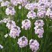 Arborix Aethionema 6 x Aethionema armenum 'Warley Rose' - Steenkers pot 9x9 cm
