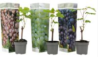 Plant in a Box - Mix van 3 Druivenplanten - Vitis Vinifera - Druif - Pot 9cm - Hoogte 25-40cm