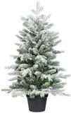 Everlands Grandis mini boom d63h90cm grn