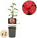 Plantenboetiek.nl Rosa Salmon Queen Klimroos - Licht roze - 2 planten