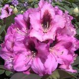Arborix Rhododendron 'Kokardia' 40-50 cm pot