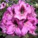 Arborix Rhododendron 'Kokardia' 40-50 cm pot