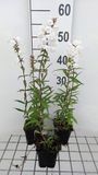 GRDplanten Groendecor Tuinarchitectuur 6x Vlambloem - Phlox (m) 'Delta' | 9x9 cm pot