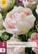 Jub Tulipa Wild Romance bloembol JUB 3 stuks