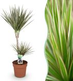 Plantenboetiek.nl Green is... Dracaena Marginata Bicolor - Drakenbloedboom - Weinig onderhoud - Groen - Ø21cm - 90-100cm hoog - Kamerplant - Groenblijvend