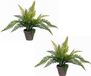 Mica Decorations Kunstplant - Varen - Groen - 36 x 40 cm - 2 stuks