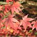 Arborix Acer Palmatum 'Atropurpureum' - Rode Japanse esdoorn 50-60 cm pot