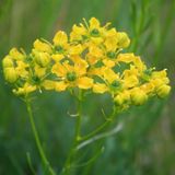 Arborix Ruta Graveolens 6 x Wijnruit pot 9x9cm, aromatisch en decoratief