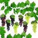 Vigne artificielle Lot de 9 - Raisins artificiels suspendus