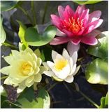 Moerings Nymphaea Mix Trio | Waterlelie | In 3L Mand