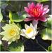 Moerings Nymphaea Mix Trio | Waterlelie | In 3L Mand
