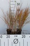 Calamagrostis arundinacea (anemanthele/stipa ar) | 9x9 cm pot