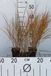 Calamagrostis arundinacea (anemanthele/stipa ar) | 9x9 cm pot