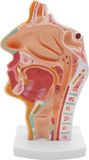 Merkloos Anatomical Model Menselijk Anatomisch Model van Neusholte en Keel