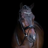 Imperial Riding Hengsttuig met Engelse neusriem, Zwart, Shetlander