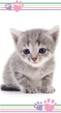 Animal Pictures Strandlaken Kitten - 70 x 140 cm - Katoen